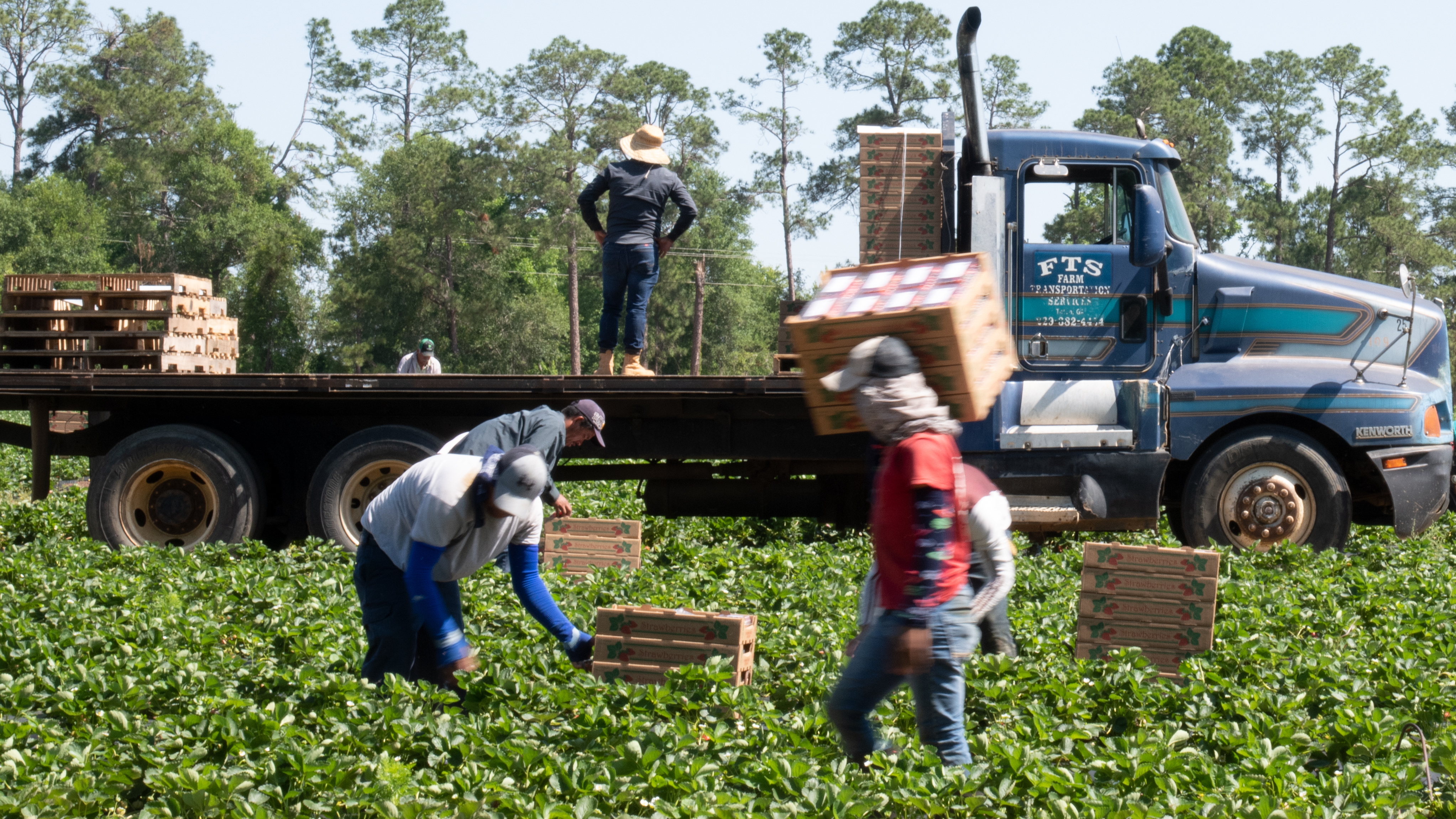 Farmworkers picking strawberries
